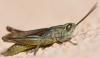 Euchorthippus elegantulus